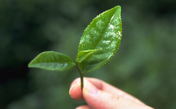 茶叶二维码追溯系统的特点